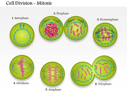 0814 cell division mitosis medical images for powerpoint