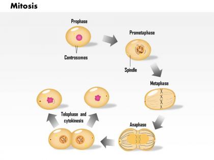 0814 mitosis cell division medical images for powerpoint