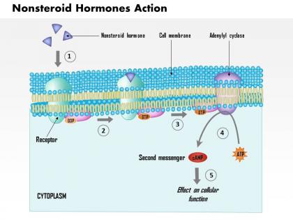 0814 nonsteroid hormones action medical images for powerpoint