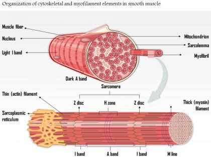 0814 organization of cytoskeletal and my filament elements in smooth muscle medical images for powerpoint