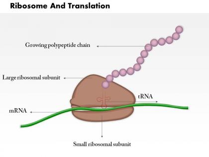0814 ribosome and translation medical images for powerpoint
