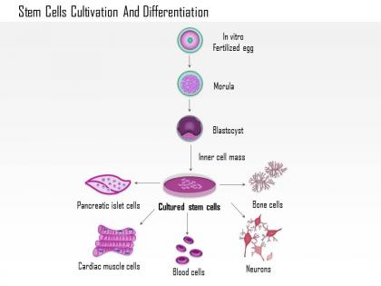 0814 stem cells cultivation and differentiation medical images for powerpoint