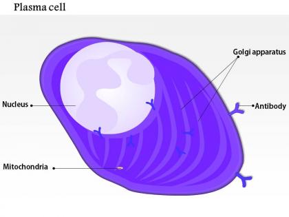 0814 structure of the plasma cell medical images for powerpoint