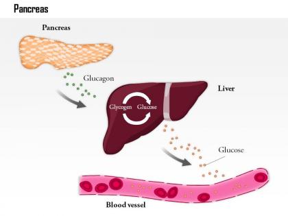 0814 the pancreas releases glucagon when blood glucose levels fall too low medical images for powerpoint