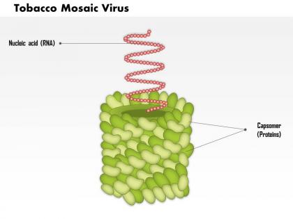 0814 tobacco mosaic virus medical images for powerpoint