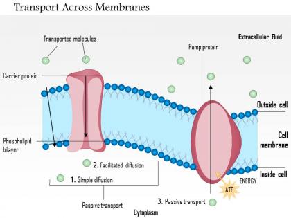 0814 types of transport across membranes medical images for powerpoint