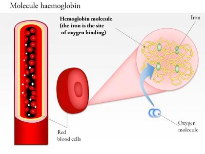 0914 molecule hemoglobin medical images for powerpoint