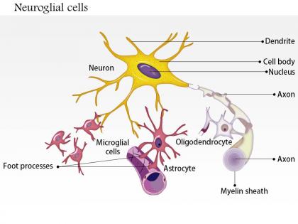 0914 neuroglial cells astrocyte medical images for powerpoint