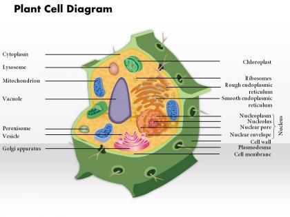 0914 plant cell diagram medical images for powerpoint