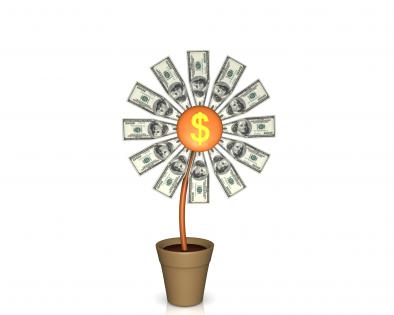 0914 plant of dollar currency for growth stock photo