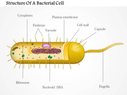 0914 structure of a bacterial cell medical images for powerpoint