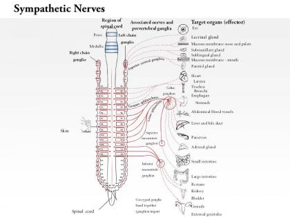 0914 sympathetic nerves medical images for powerpoint