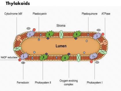 0914 thylakoids medical images for powerpoint