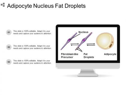 Adipocyte nucleus fat droplets
