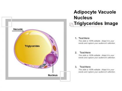 Adipocyte vacuole nucleus triglycerides image