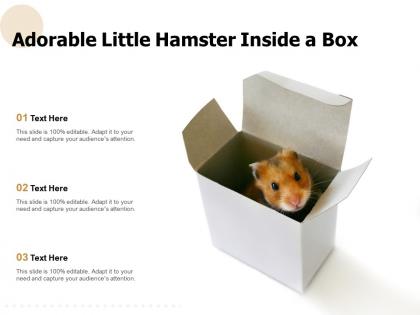 Adorable little hamster inside a box