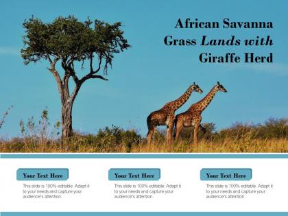 African savanna grass lands with giraffe herd