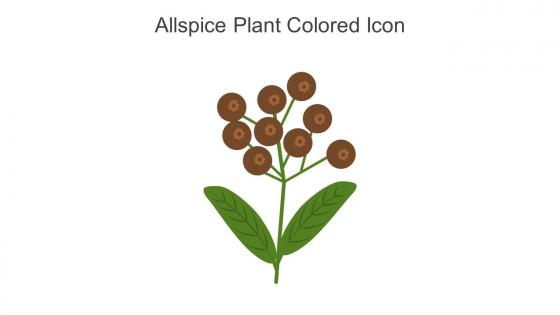 Allspice Plant Colored Icon In Powerpoint Pptx Png And Editable Eps Format