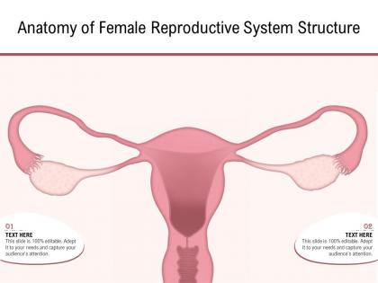 Anatomy of female reproductive system structure