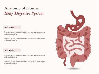 Anatomy of human body digestive system