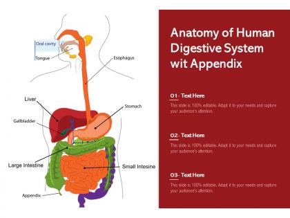 Anatomy of human digestive system wit appendix
