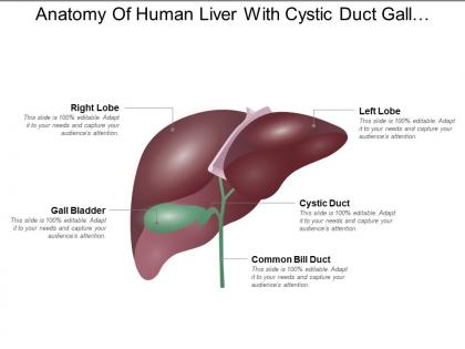Anatomy of human liver with cystic duct gall bladder