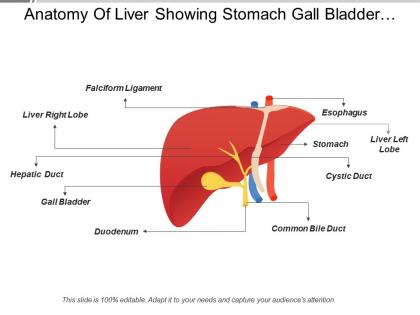 Anatomy of liver showing stomach gall bladder light right lobe
