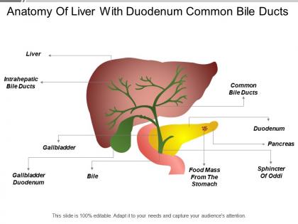 Anatomy of liver with duodenum common bile ducts