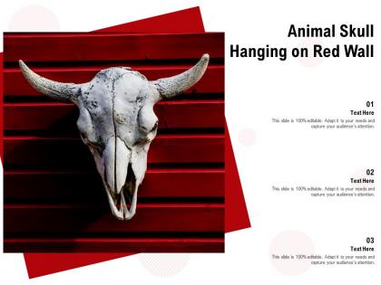 Animal skull hanging on red wall