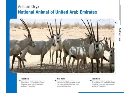 Arabian oryx national animal of united arab emirates