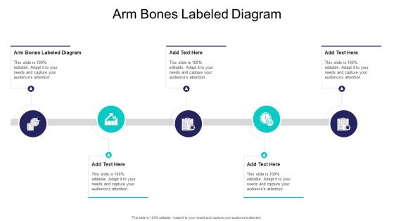 Arm Bones Labeled Diagram In Powerpoint And Google Slides Cpb