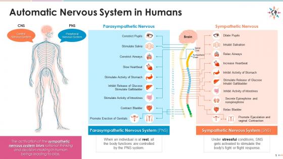 Automatic nervous system in humans edu ppt