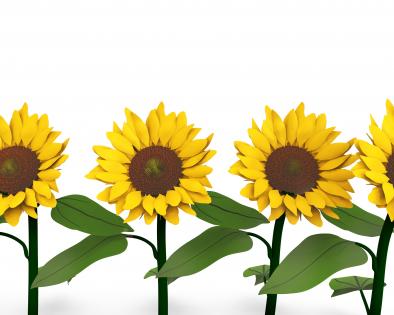 Beautiful sunflowers in background stock photo