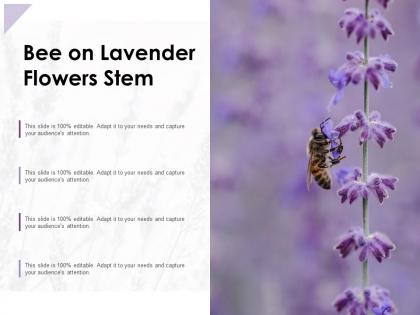 Bee on lavender flowers stem
