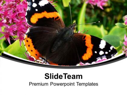 Black and yellow butterfly for nature theme powerpoint templates ppt themes and graphics 0513