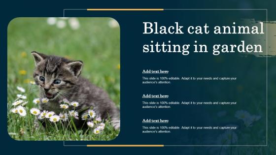 Black Cat Animal Sitting In Garden