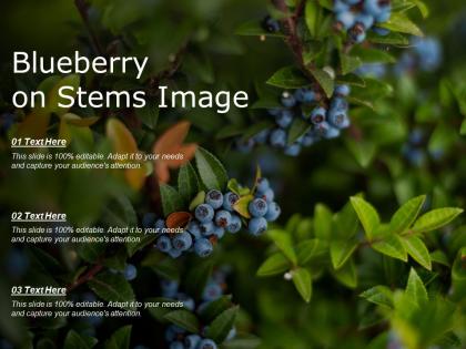 Blueberry on stems image