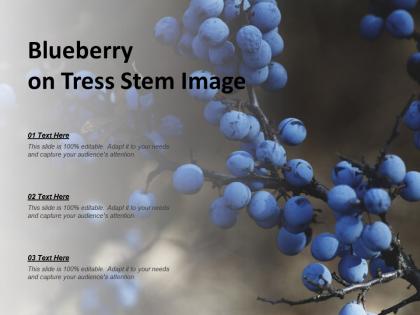 Blueberry on tress stem image