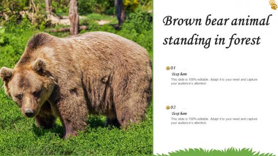 Brown Bear Animal Standing In Forest