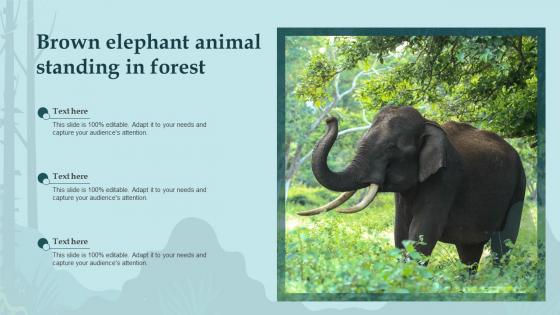 Brown Elephant Animal Standing In Forest