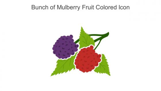 Bunch Of Mulberry Fruit Colored Icon In Powerpoint Pptx Png And Editable Eps Format