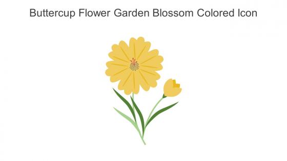 Buttercup Flower Garden Blossom Colored Icon In Powerpoint Pptx Png And Editable Eps Format