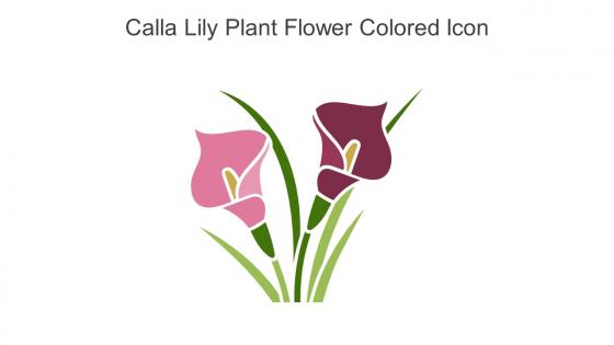 Calla Lily Plant Flower Colored Icon In Powerpoint Pptx Png And Editable Eps Format