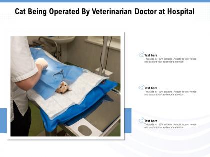 Cat being operated by veterinarian doctor at hospital