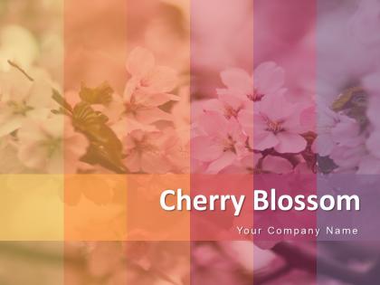 Cherry Blossom Flower Showing Circular With Full Of Flowers Powerpoint Presentation Slides