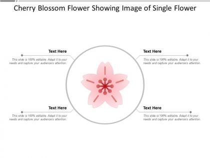 Cherry blossom flower showing image of single flower