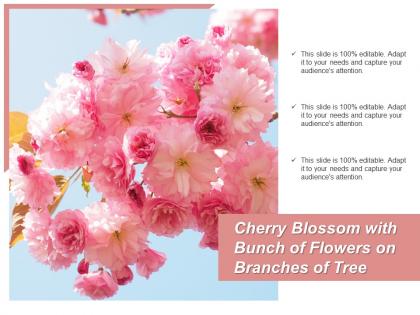Cherry blossom with bunch of flowers on branches of tree