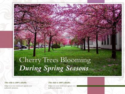 Cherry trees blooming during spring seasons