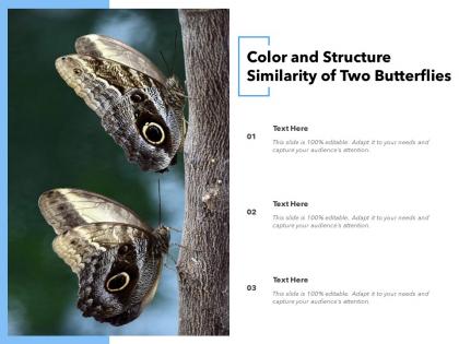 Color and structure similarity of two butterflies