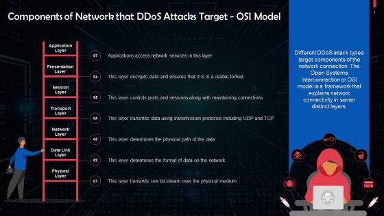 Components Of Network Targeted By DDoS Attacks OSI Model Training Ppt